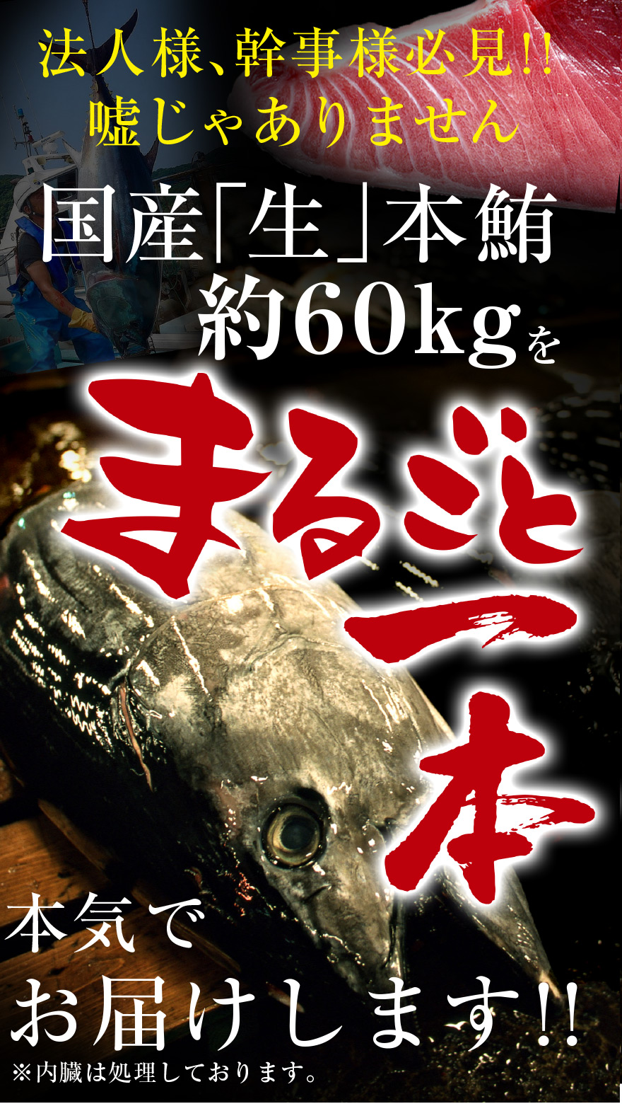 国産本鮪 伊達マグロ 丸ごと1本 60kg マグロの吉井